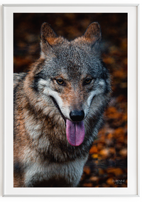 The Wolf